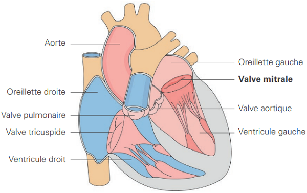 Implantation d'un clip sur la valve mitrale - Service de cardiologie - HUG
