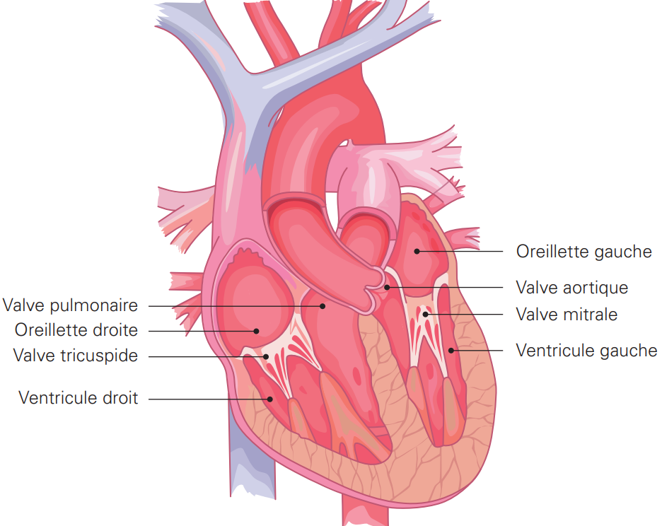 Les maladies des valves cardiaques ou les valvulophaties - HUG