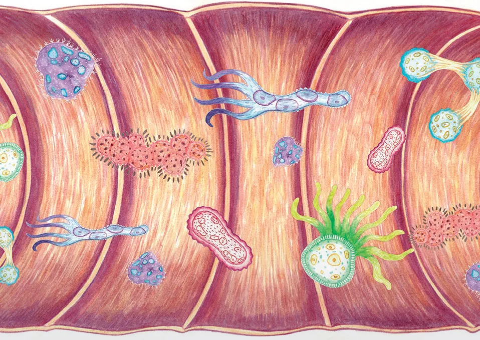 Feeding the microbiota